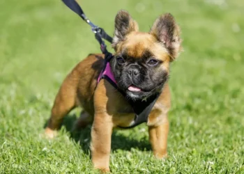 What Is a Fluffy French Bulldog?