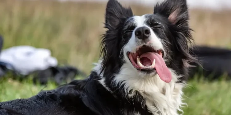 4 Reasons Your Dog’s Tongue Sticks Out