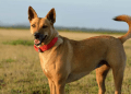 From Wild to Wonderful: The Ultimate Carolina Dog Puppies Guide