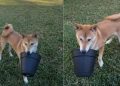 Video Shows Dog Turning Mom’s Flower Pot Into His New Favorite Toy