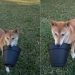 Video Shows Dog Turning Mom’s Flower Pot Into His New Favorite Toy