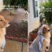 Video: Dog Feels Sad for Missing Out on Walk Due To Rain