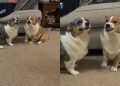 Video: Dogs Exhibit a ‘Love-Hate Relationship’ With Just Their Expressions