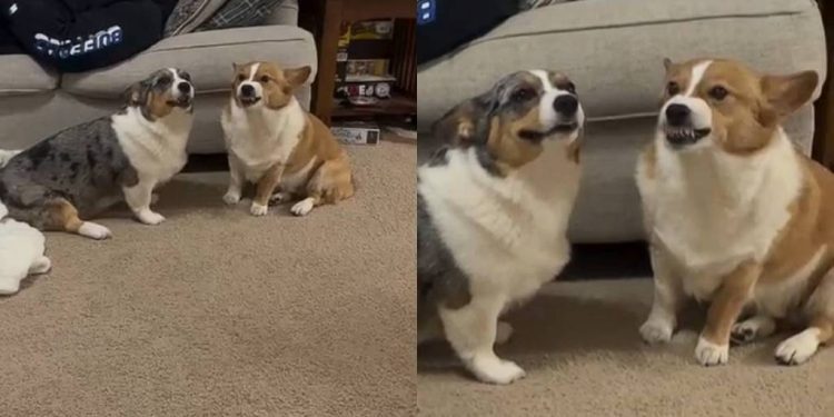 Video: Dogs Exhibit a ‘Love-Hate Relationship’ With Just Their Expressions
