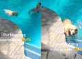 Video: Blind Golden Retriever Swims in the Pool To Cool off on Hot Day