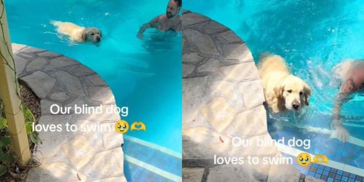 Video: Blind Golden Retriever Swims in the Pool To Cool off on Hot Day