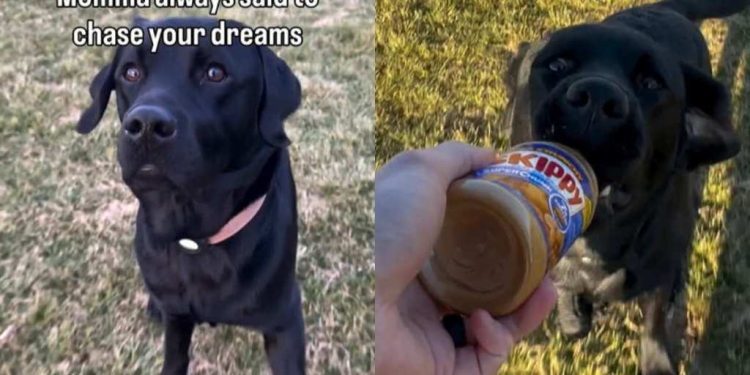 Video: Dog Chases His Peanut Butter Dream & It’s Exactly What You Think