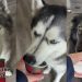 Video: Dogs’ Pup Cup-Eating Session Comes to a Hilarious End