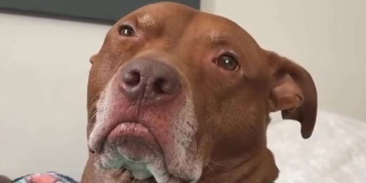 Video: Pit Bull Judges Mom for Making up Songs