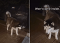 Husky Is Out in the Rain With Owner at Almost 4 AM for a Reason