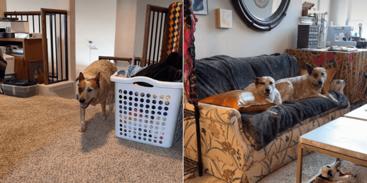 Video of Dogs Reacting to the Idea of Spending Time With Mom