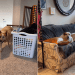 Video of Dogs Reacting to the Idea of Spending Time With Mom