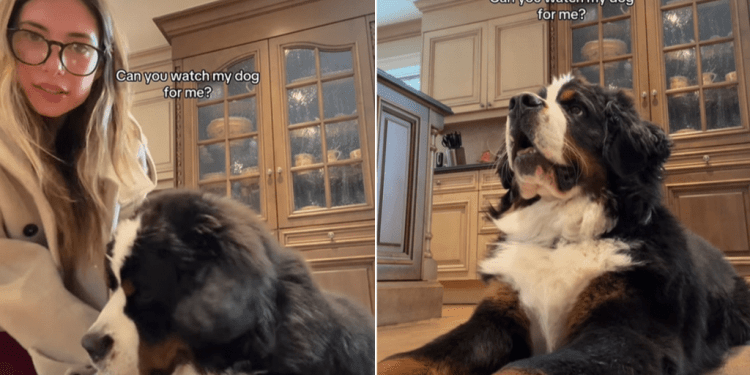Video: Dog Does This After Mom Leaves Him Alone With the Camera On