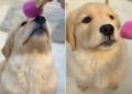 Video: Golden Retriever Puppy Sweetly Waits Her Turn for Makeup