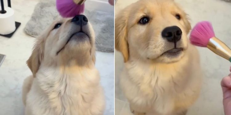 Video: Golden Retriever Puppy Sweetly Waits Her Turn for Makeup
