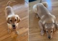 Puppy Is Still Learning How to Use His Legs in Adorable Video