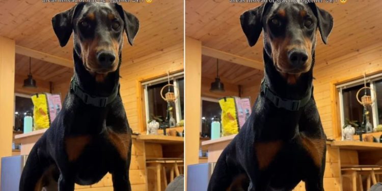 Dog Isn’t Okay With Parents’ Hangout Arrangements