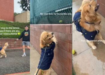 Video: Golden Retriever Goes on Tennis Ball Hunt With His Humans