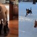Video: Dog Feels ‘Betrayed’ About Snow Boots Mom Put on Him