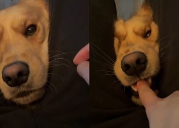 Video Shows Golden Retriever Vicious Attack Turning Into Cute Kisses