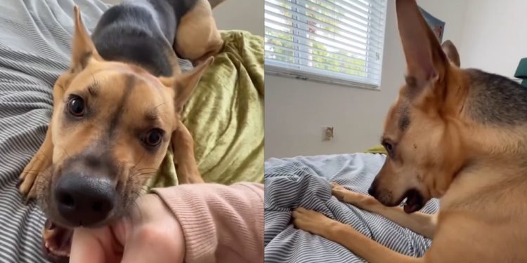 Video: Rescue Puppy Does This After Being Told His Favorite Movie Will Start Late