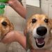 Video: Dog Isn’t Pleased About Change in Bath Location