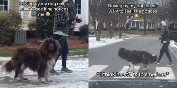 Dog Was on His Walk When Owner Drove Past Him & This Happened