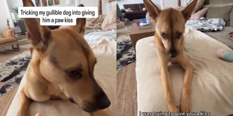 Rescue Puppy Gives Owner the Side-Eye After Being Tricked