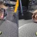 Video Shows What a Dog’s ‘Clear Communication’ Looks Like