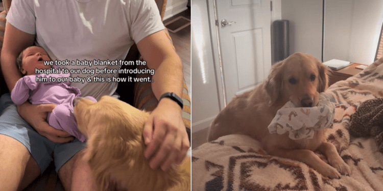 Video Explains Golden Retriever’s Attachment to Baby’s Hospital Blanket