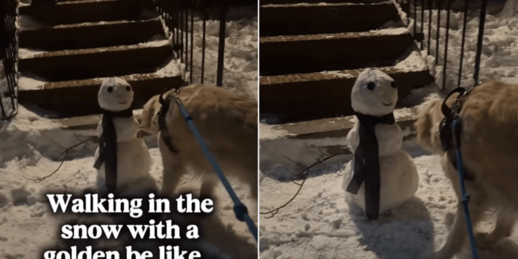 Video: Golden Retriever Steals Snowman’s Arm During Walk